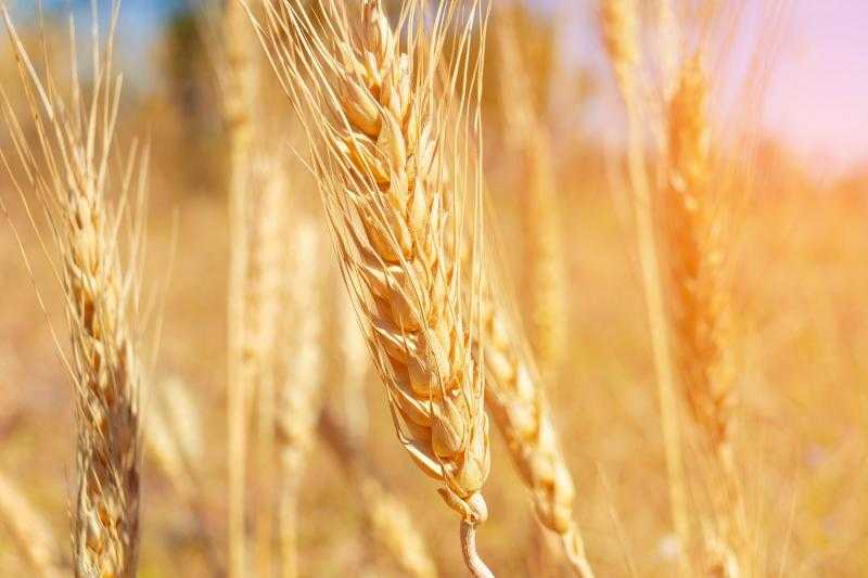 الطن يخسر 800 جنيه.. هبوط حاد في أسعار القمح بالسوق المحلي