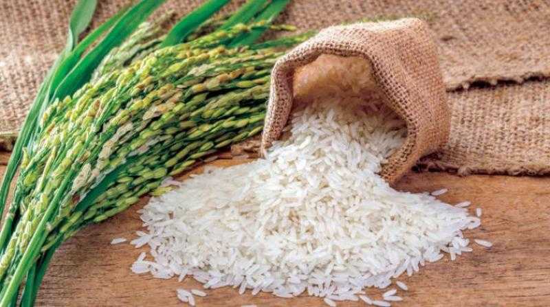 توريد 61 ألف طن أرز شعير لمواقع التخزين بالغربية