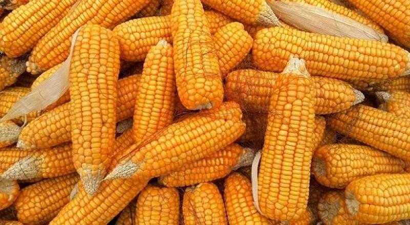 الهيئة العامة للسلع التموينية تطرح ممارسة لتوريد الذرة الصفراء