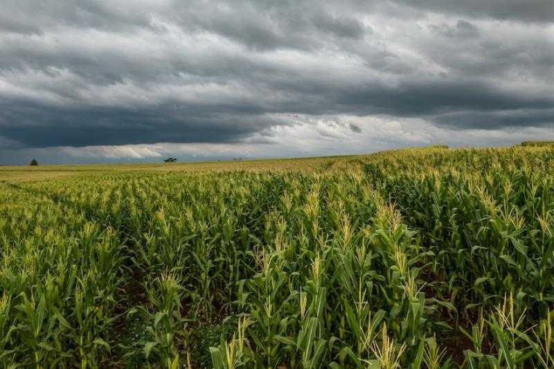 وزارة الزراعة الروسية: 94% من المحاصيل الشتوية نمت بنجاح