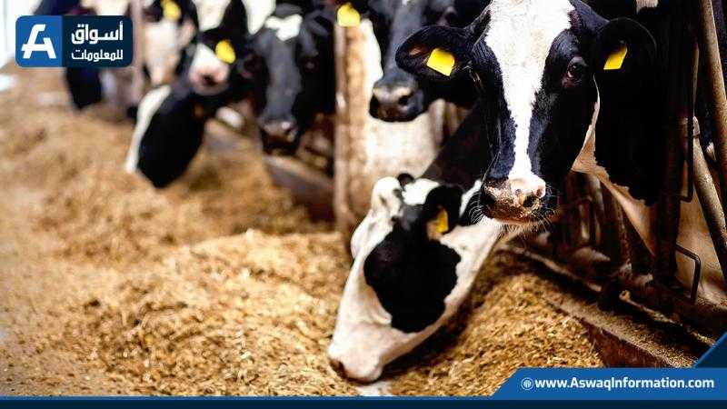 استقرار أسعار الأعلاف اليوم الثلاثاء لدى تجار الجملة