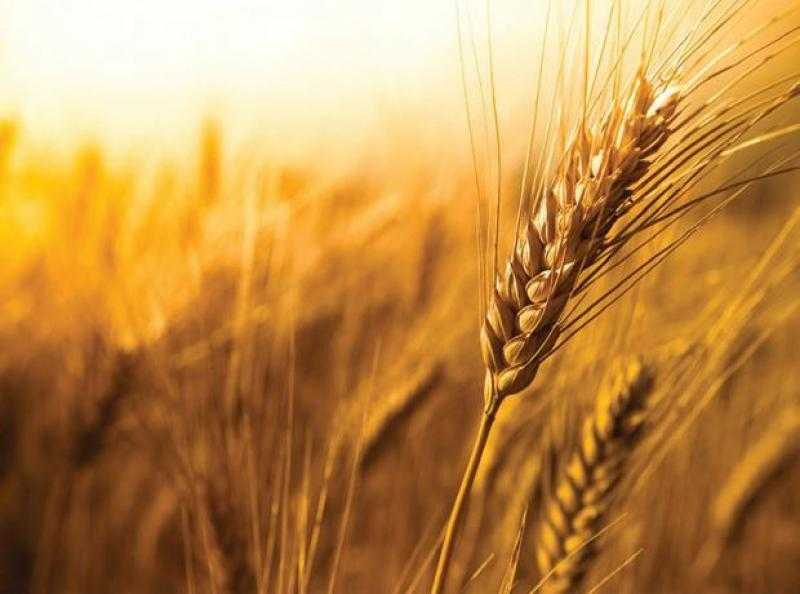 ارتفاع أسعار القمح عالميًا مدعومة بمخاوف انخفاض المحصول الأوكراني