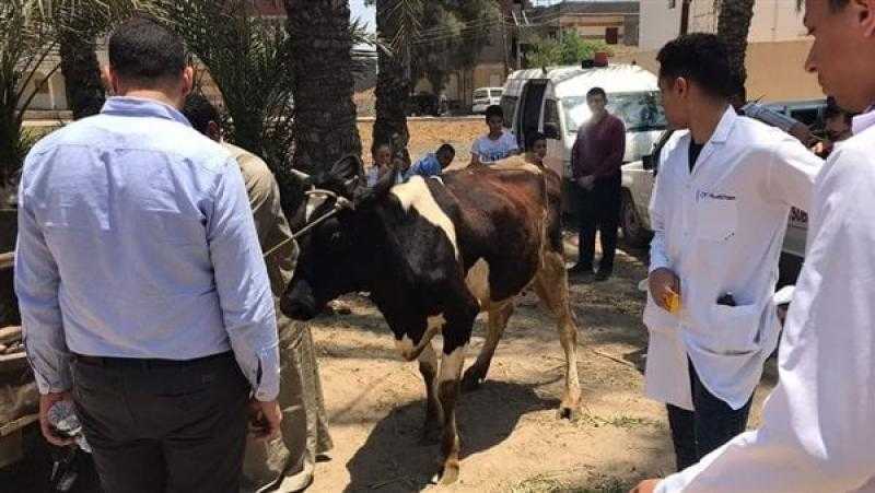 تحصين أكثر من 26 ألف رأس من الثروة الحيوانية ضد الأمراض الوبائية ببني سويف