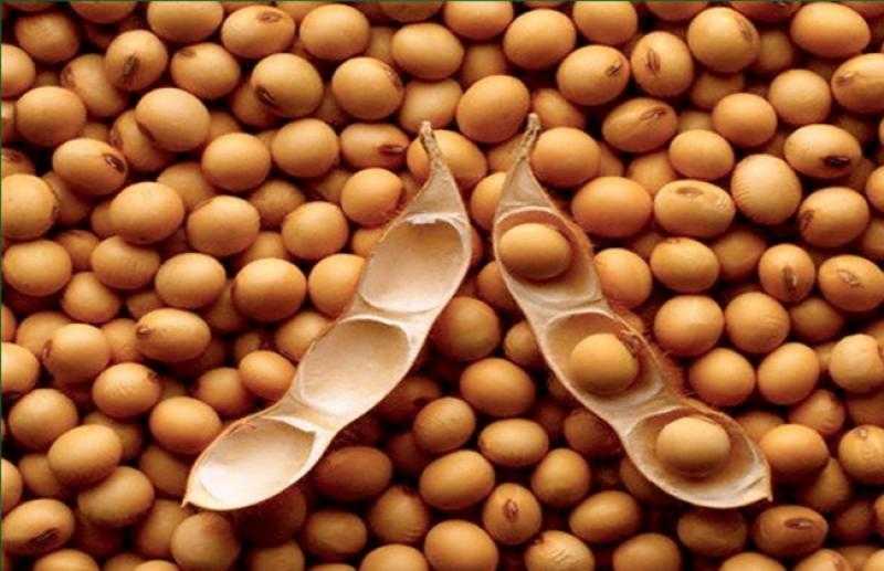 ارتفاع أسعار بذرة الصويا بمستهل تداولات بورصة شيكاغو