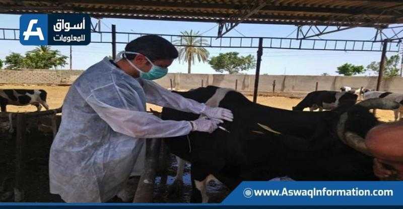 تحصين 259 ألف رأس ماشية ضد الأمراض الوبائية في الغربية
