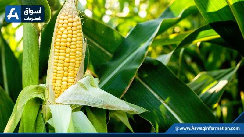 بعد التراجع.. أسعار الذرة عالميًا تنتعش ببداية تداولات اليوم الثلاثاء