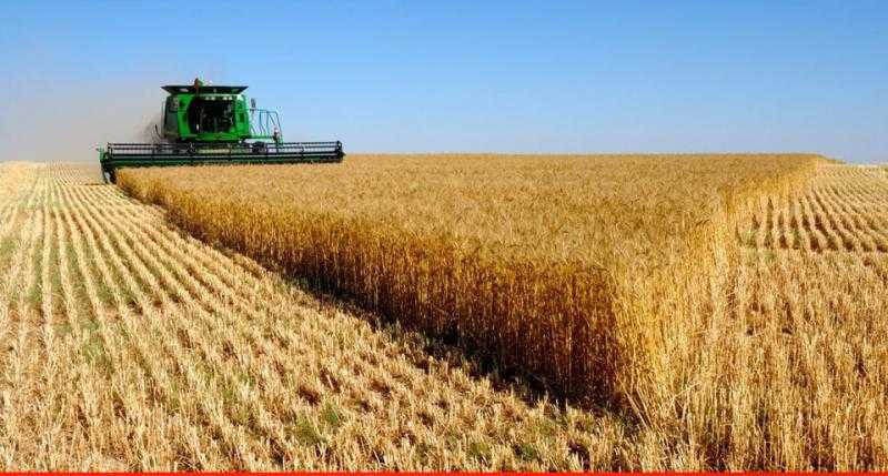 هبوط سعر القمح العالمي وسط قوة إنتاج وصادرات القمح الأسترالي