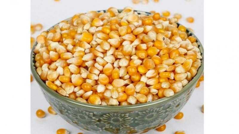 أسعار الذرة في المنطقة الحمراء بدعم تدفقات البحر الأسود