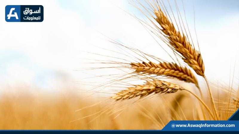 انخفاض أسعار تصدير القمح الكازاخستاني وسط تراجع الطلب