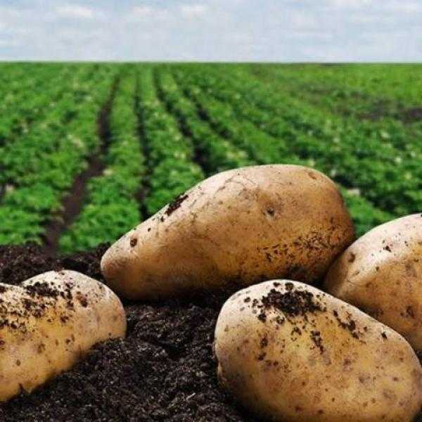 مصر تحتل المرتبة الـ14 عالميًا في إنتاج البطاطس.. والصادرات تسجل 871 ألف طن