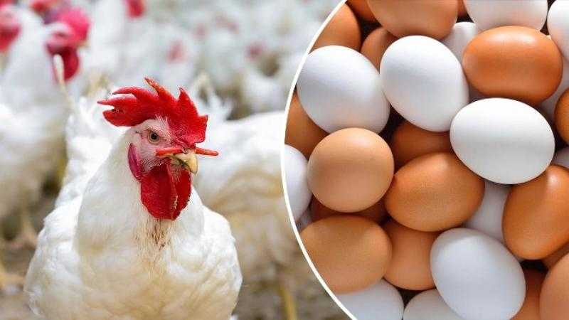 أسعار الدواجن اليوم السبت 11 -2 - 2023.. اعرف كيلو الفراخ بكام