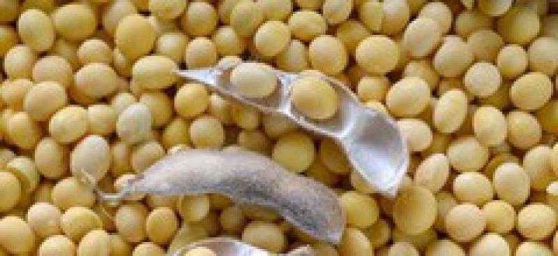 هبوط حاد في عقود بذرة الصويا الآجلة ببداية تعاملات بورصة شيكاغو