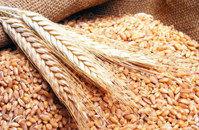 «السلع التموينية» تعلن عن مناقصة لشراء القمح بتمويل البنك الدولي