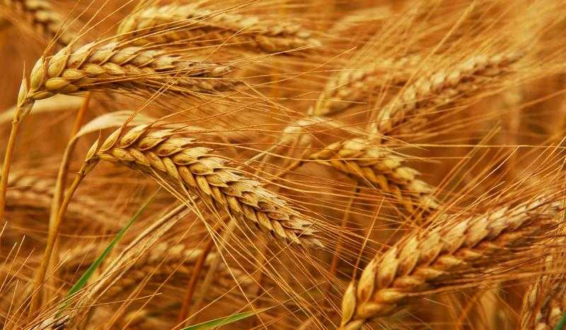 «صناعة الحبوب»: مشروع الصوامع يعزز المخزون الاستراتيجي للقمح