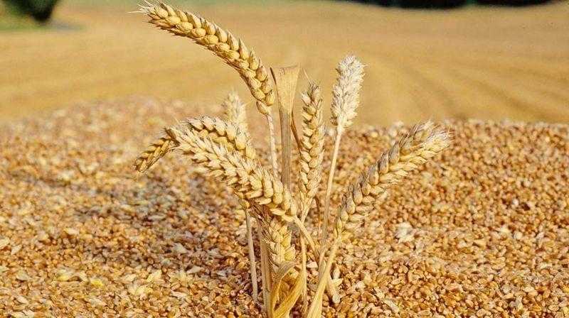 انخفاض أسعار القمح العالمية بنهاية تداولات شيكاغو