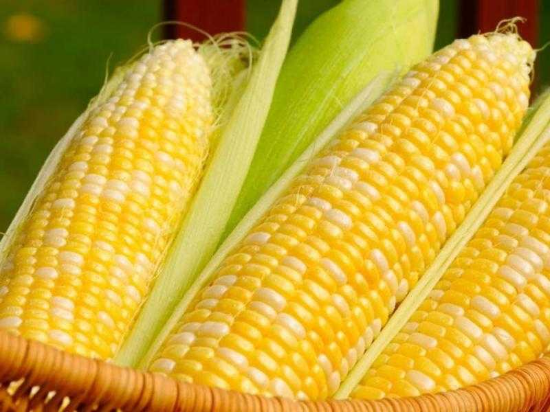 عقود الذرة في المنطقة الخضراء عند الإغلاق الأسبوعي ببورصة شيكاغو