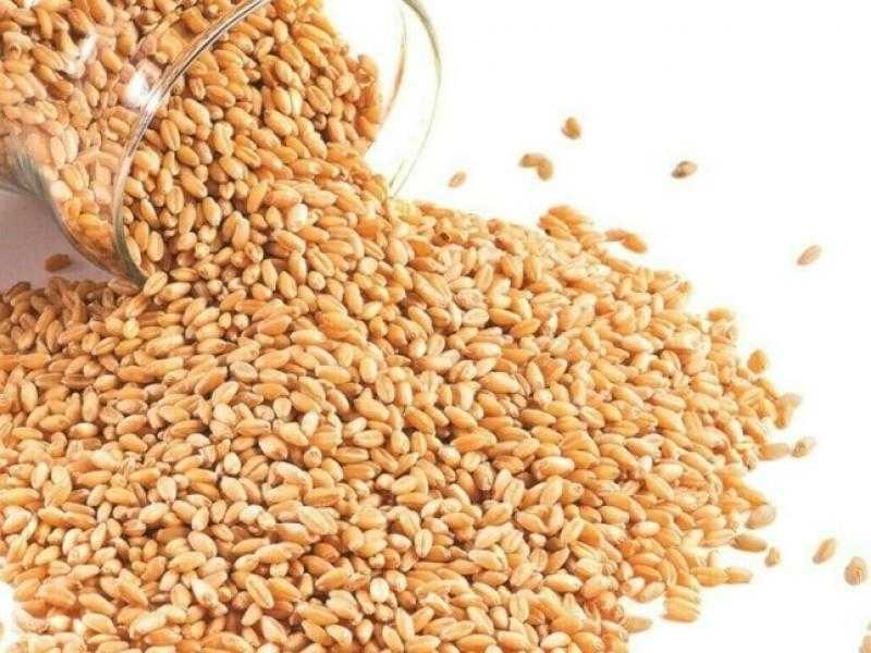 أسعار القمح عالميًا تنتعش بدعم من صفقة الصادرات الروسية الرخيصة