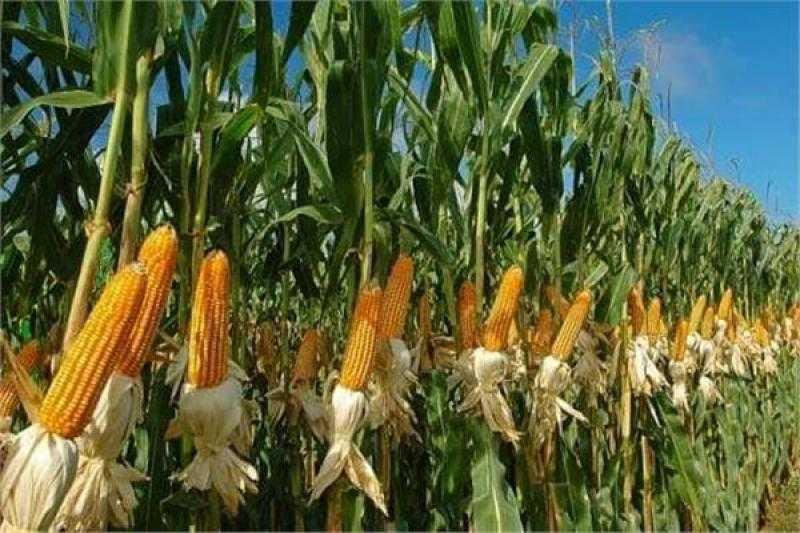 عقود الذرة في المنطقة الخضراء عند الإغلاق الأسبوعي