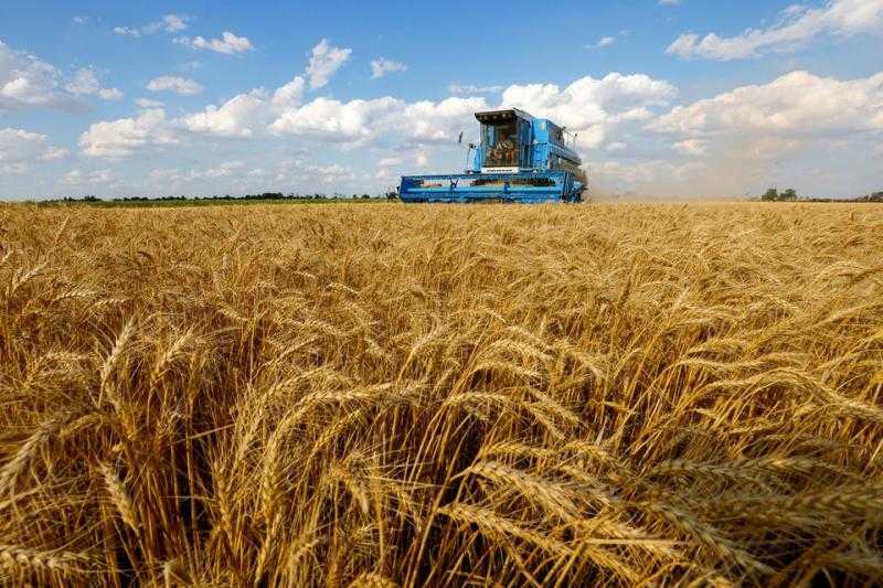 لتشجيع المزارعين| ”غرفة الحبوب” تقترح توريد القمح وفقًا للسعر العالمي