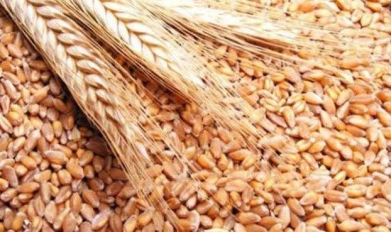 فرنسا تصنف 95% من محصول القمح اللين في حالة جيدة