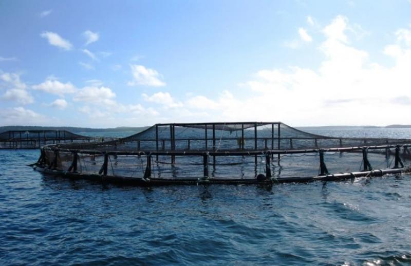 «الفاو»: كوت ديفوار تخطط للاكتفاء الذاتي من الأسماك بحلول 2031