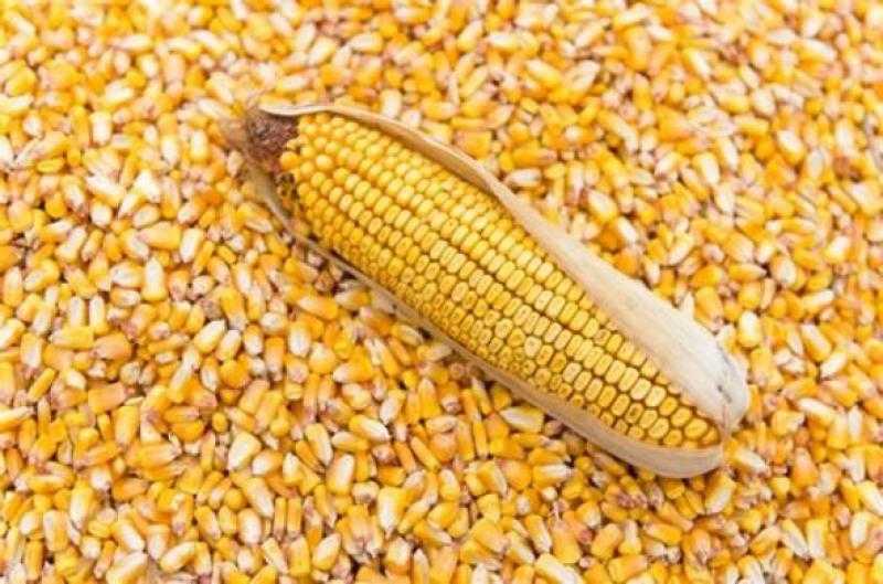 عقود الذرة في المنطقة الحمراء ببداية تعاملات السوق الأمريكي