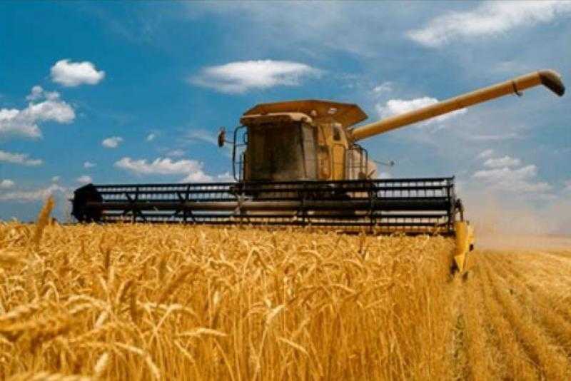 سعر القمح اليوم الخميس.. ثبات محلي وهبوط عالمي