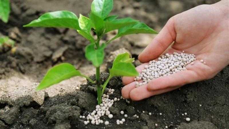 أسعار الأسمدة اليوم الجمعة 24 مارس في الأسواق المحلية والعالمية