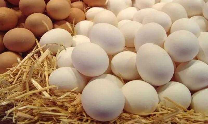 سعر كرتونة البيض اليوم الأحد المستهلك.. جنيه زيادة للأبيض والبني