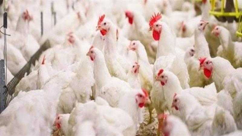 تراجع سعر الفراخ البيضاء.. أسعار الدواجن اليوم الأربعاء بالمزرعة