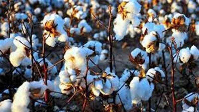 الصين تعلن الإفراج عن احتياطيات القطن لتلبية الطلب المحلي