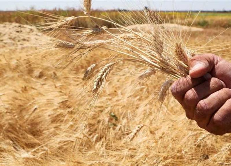 عقود القمح الآجلة تتراجع بختام تعملات بورصة شيكاغو