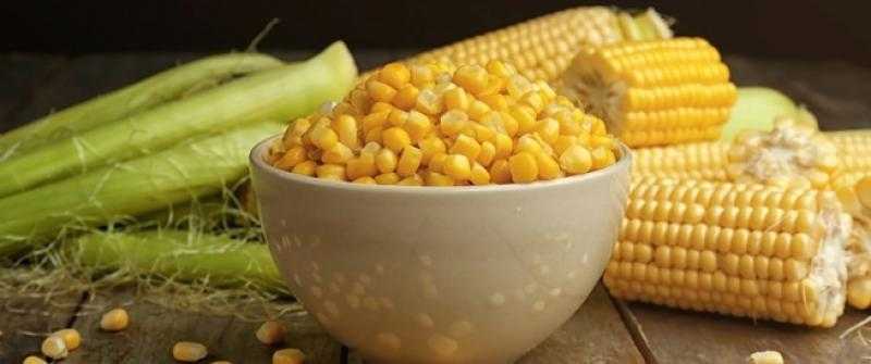 أسعار الذرة اليوم 10-5-2023 تعاود الارتفاع في الأسواق.. 300 جنيه للطن