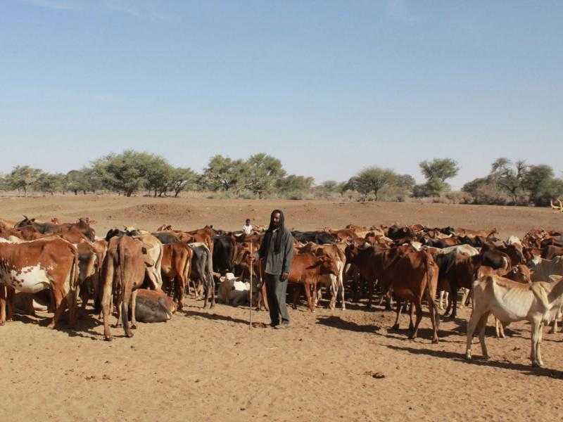 وزير سوداني يعلن عن تصدير شحنتي مواشي لمصر والسعودية