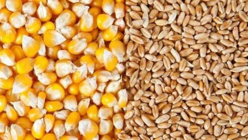 إنتاج رومانيا من القمح يرتفع 11% إلى 8.6 مليون طن في 2023