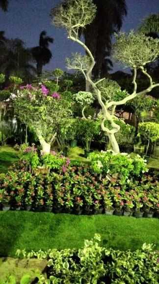 50 شركة ومؤسسة تتقدم للمشاركة بـ”زهور الربيع” في دورته 93 حتى الآن