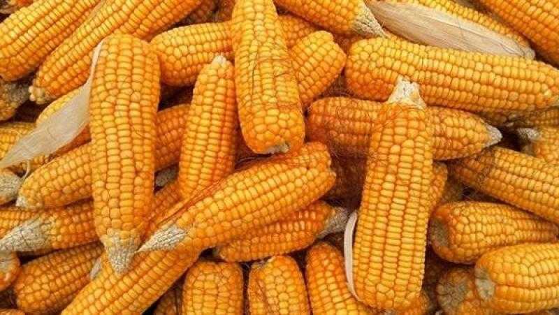 تراجع عقود الذرة الآجلة بأولى جلسات الأسبوع ببورصة شيكاغو