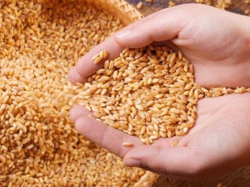 أسعار القمح العالمية تعمق الخسائر عند ختام تعاملات بورصة شيكاغو