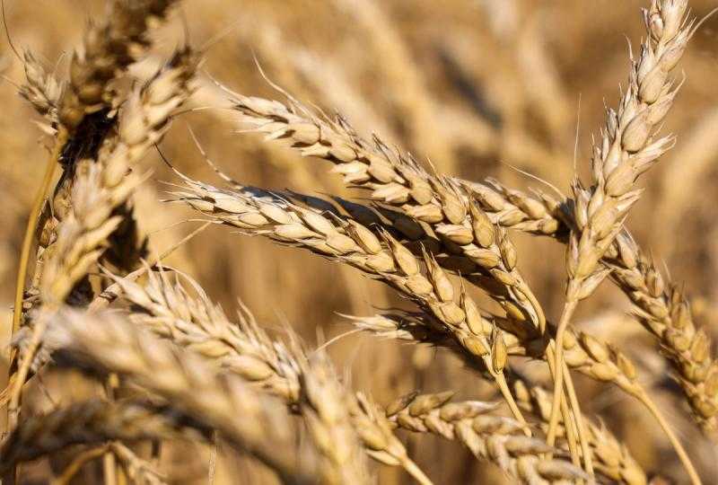 القمح يفتتح تعاملات آخر جلسات الأسبوع على انخفاض