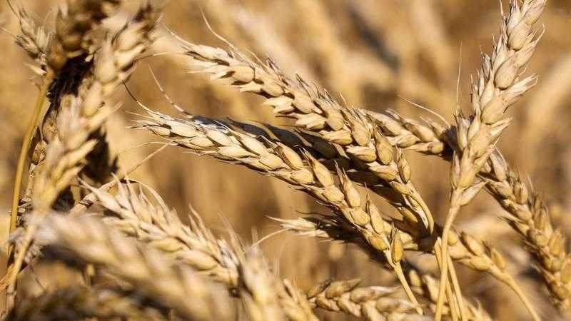 العقود الآجلة للقمح تقفز  8.50% وسط اضطرابات البحر الأسود