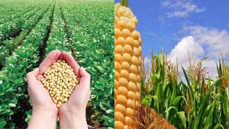 شركة أجنبية تقاضى شركة كبرى لاستيراد القمح والذره ومصنع أعلاف وتجار ذرة بعد امتناعهم عن دفع مستحقاتها المالية