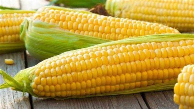 الجزائر تعلن شراء 140 ألف طن من الذرة