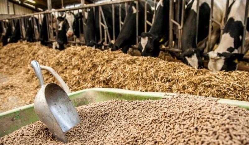أسعار الأعلاف اليوم الخميس 8-6-2023.. الطن يهبط 300 جنيه