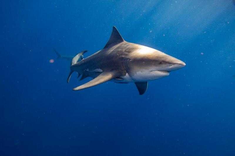 ياسمين فؤاد تبحث حادث هجوم «قرش» على أحد مرتادي شواطئ الغردقة