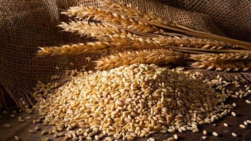 عقود القمح الآجلة تختتم جلسات شيكاغو الأسبوعية على انخفاض