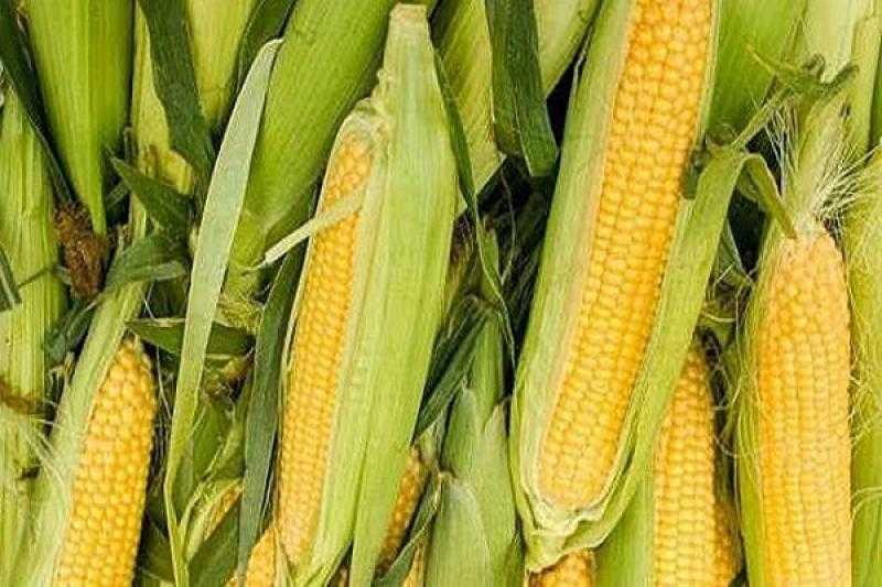 هبوط أسعار الذرة اليوم في الأسواق.. يصل إلى 600 جنيه للطن