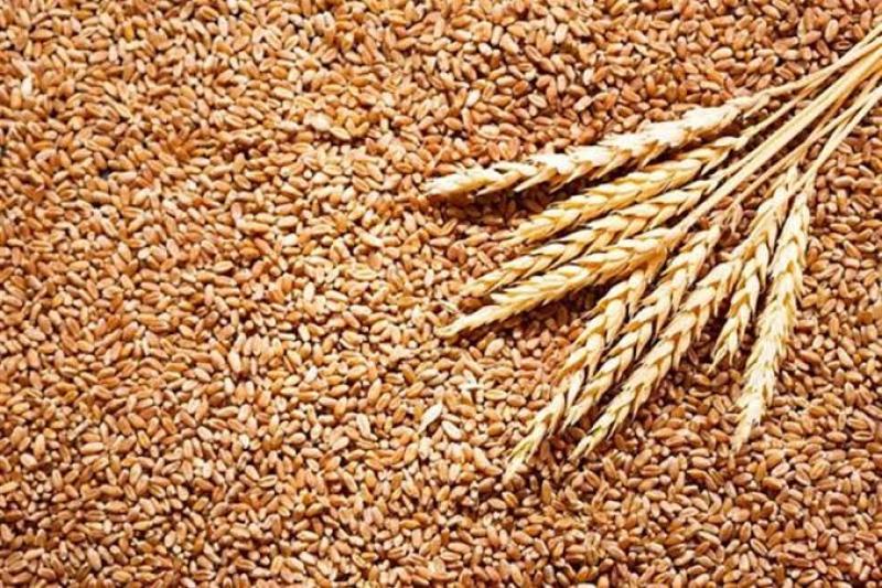 مصر تقترب من الحصول على 500 مليون دولار لشراء القمح