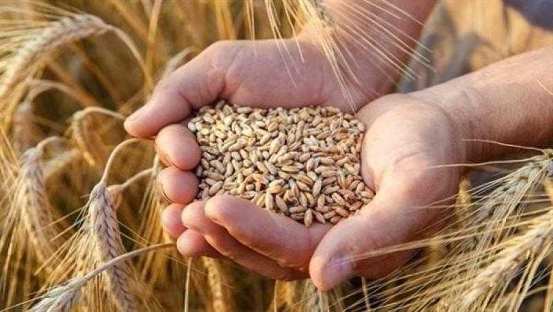 أسعار القمح اليوم في الأسواق.. الطن يرتفع 700 جنيه