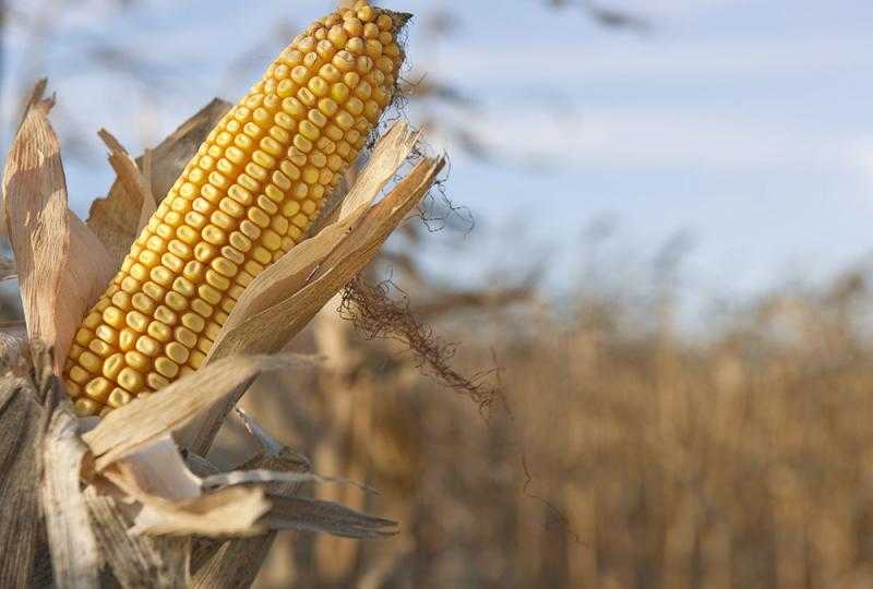عقود الذرة الآجلة تُغلق على هبوط بنهاية تداولات اليوم