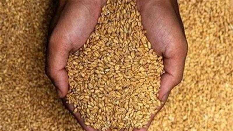 قفزه في أسعار القمح ببداية التداولات الأسبوعية
